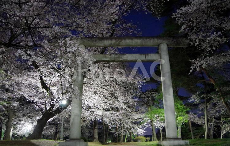大宮公園　鳥居と夜桜　埼玉県さいたま市 大宮公園,夜桜,桜の写真素材