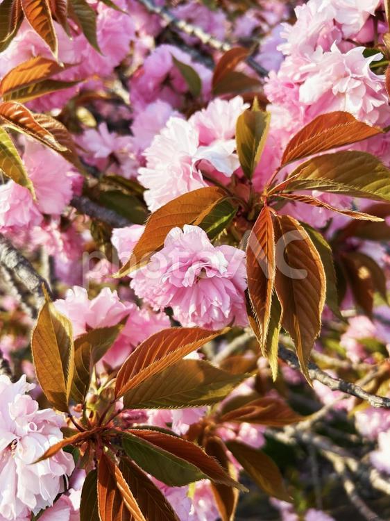 桜・カンザンのクローズアップ 桜,カンザン,クローズアップの写真素材