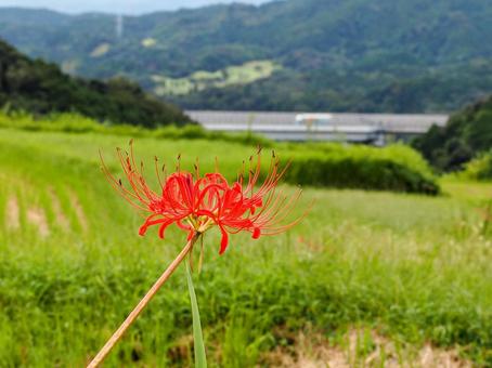 棚田の秋 棚田の秋 風景,秋,ヒガンバナの写真素材