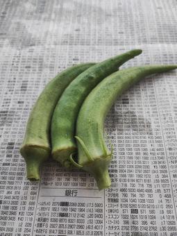 曲がりオクラ 曲がりオクラの写真