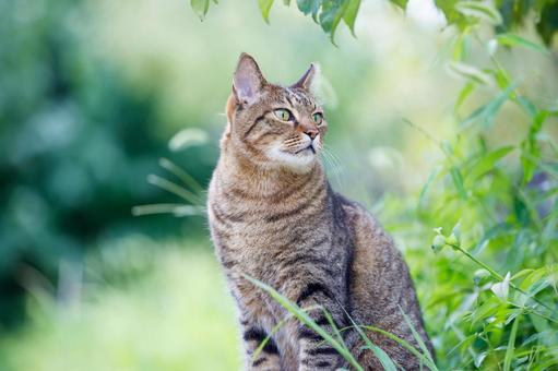 Stray cats in Osaka Castle Park, JPG