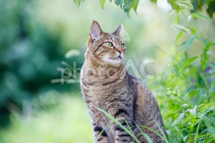 大阪城公園の野良猫 野良猫,猫,大阪城公園の写真素材