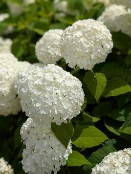 あしかがフラワーパークの紫陽花 あしかがフラワーパークの紫陽花の写真