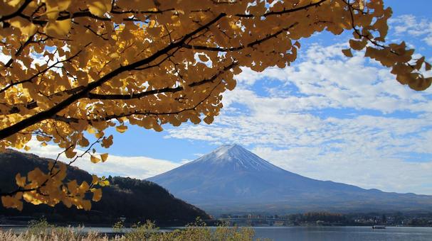 11月の川口湖畔の銀杏と冠雪した富士山 黄葉,秋,紅葉の写真素材