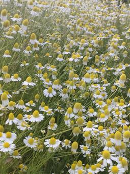 カモミール カモミール カモミール,花畑,植物の写真素材