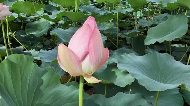 ハス花 ハス花の写真