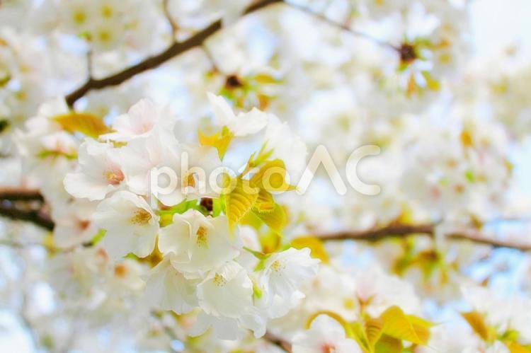 春のイメージ素材：満開のさくら 春,サクラ,さくらの写真素材