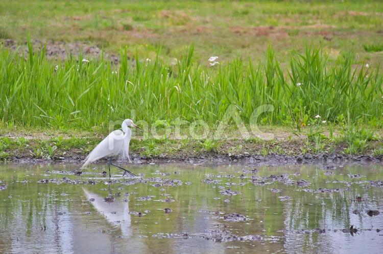 田んぼにいるサギ 鷺,夕方,野鳥の写真素材