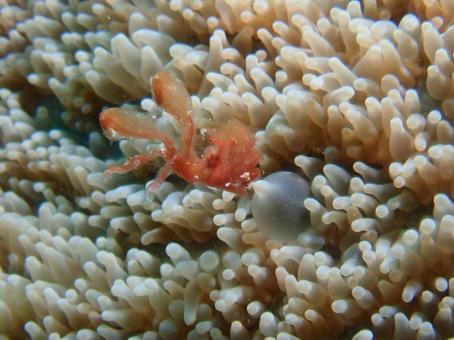 オランウータンクラブ オランウータンクラブ,カニ,海の写真素材