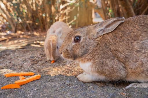Okuno rabbit eating a carrot, JPG Okuno rabbit eating a carrot, JPG