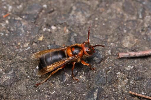 チャイロスズメバチ チャイロスズメバチ,スズメバチ,ハチの写真素材