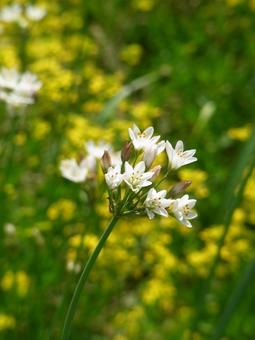 Chive flowers blooming in a flowerbed in the park, JPG Chive flowers blooming in a flowerbed in the park, JPG