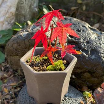紅葉したモミジのミニ盆栽・正方形 紅葉,盆栽,モミジの写真素材