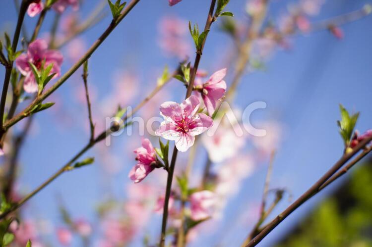かんざし桜 桜,さくら,ピンクの写真素材