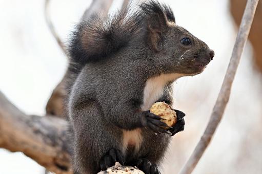 リス エゾリス,哺乳類,野生の写真素材