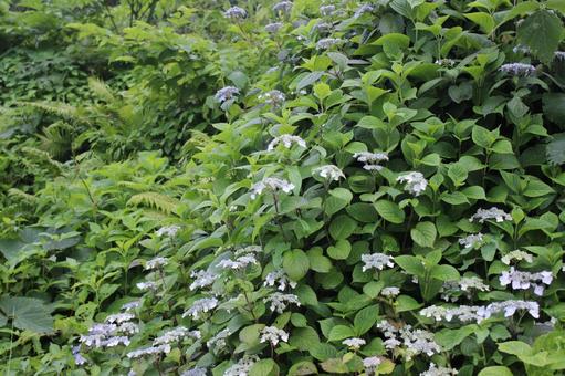 紫陽花の花 紫陽花の花の写真