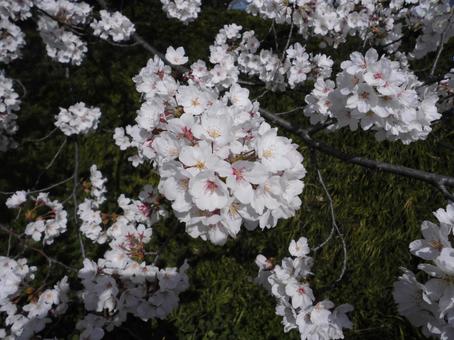 桜の花 桜の花 桜,花,さくらの写真素材