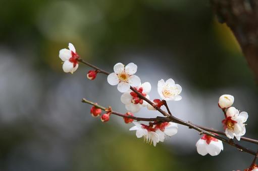 白梅1 梅,白い花,ソフトの写真素材