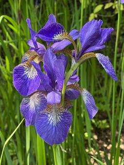 Purple Iris, JPG