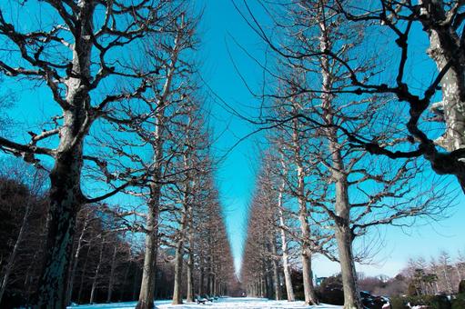 雪の並木道 雪の並木道 並木道,並木,雪の写真素材