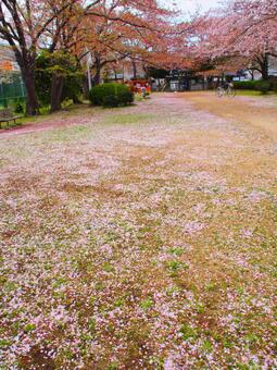 花びらのじゅうたん 花びらのじゅうたんの写真