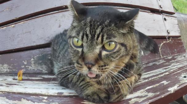 お茶目で可愛いもふもふな猫 魚眼風 お茶目で可愛いもふもふな猫 魚眼風の写真