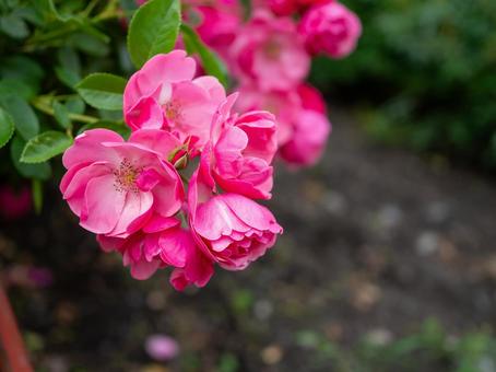 ビビットピンクの小さな薔薇 ビビットピンクの小さな薔薇の写真