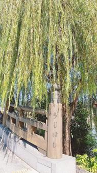 橋　柳の木の写真