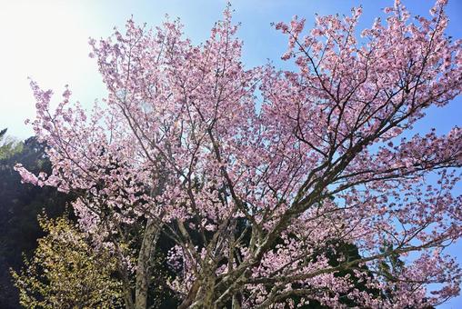 満開の桜 満開の桜の写真