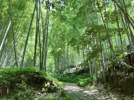 竹林の小道 竹林,竹,小道の写真素材