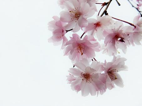 ピンク色の桜 ピンク色の桜の写真