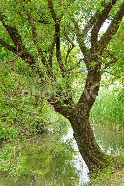 自然公園の水辺の草木 木,草,草むらの写真素材