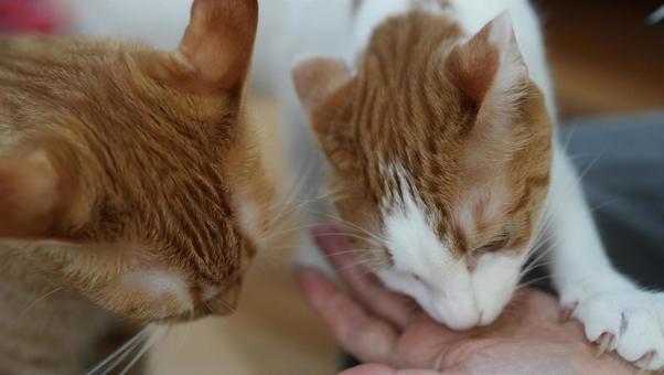 猫に餌をあげる女性の手 猫に餌をあげる女性の手 女性,猫,猫カフェの写真素材