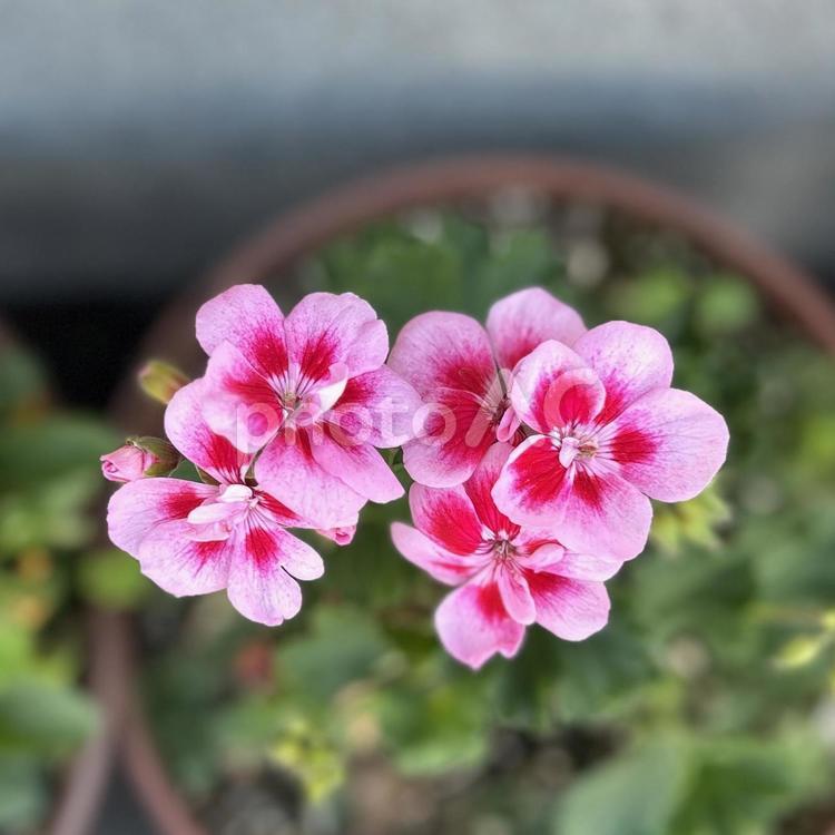 生活を彩る花たち ピンクの花,花,フラワーの写真素材