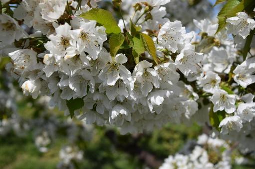リンゴの花 山形県庄内 リンゴの花 山形県庄内の写真
