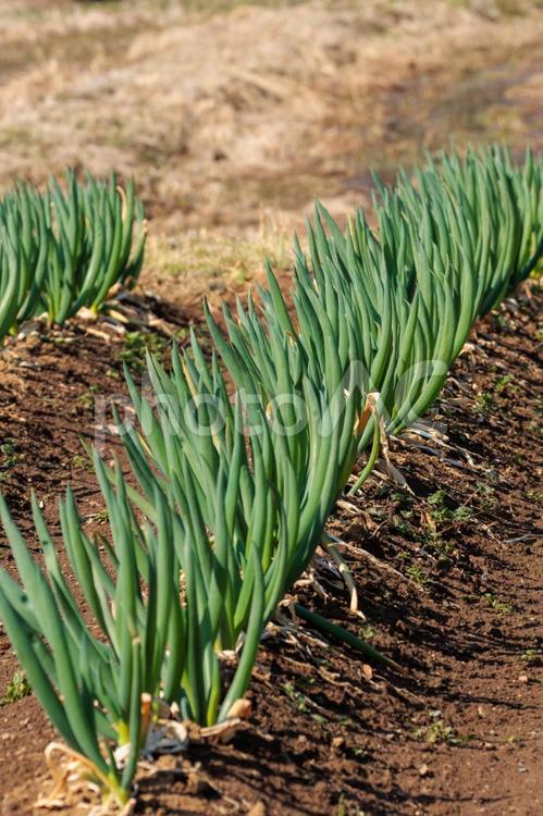 畑で生育されている長ネギ 野菜,畑,農業の写真素材