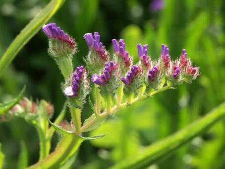 スターチス・リモニウム クローズアップ 草花,鮮やか,ドライの写真素材