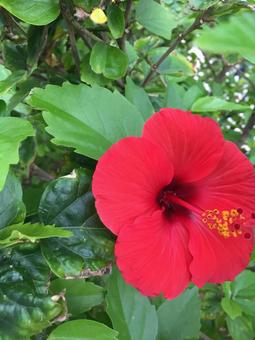 ハイビスカスの写真