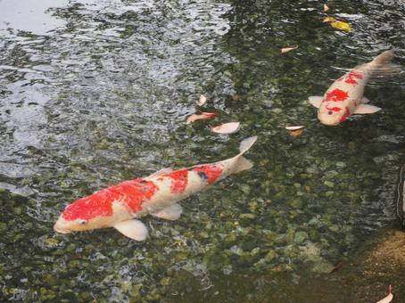 鯉の写真