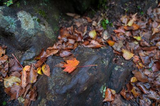 雨上がりの地面に映える落葉 岩手県,三ツ石山,秋の写真素材