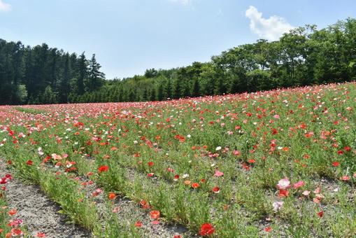 花・植物・自然 開花 ケシ ヒナゲシ 花・植物・自然 開花 ケシ ヒナゲシ の写真