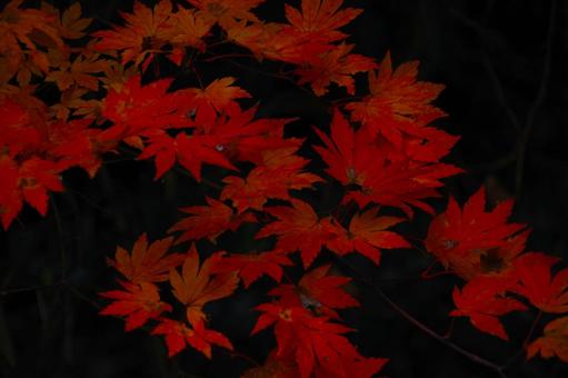 紅葉 紅葉の写真