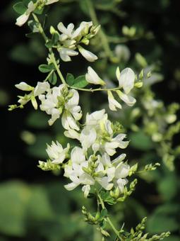 白い萩e 白い萩e 白い萩,萩の花,白い花の写真素材