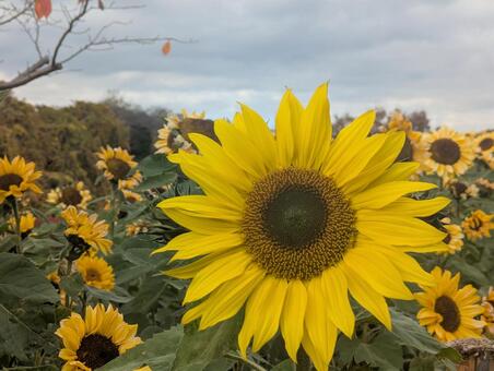 冬の向日葵 冬の向日葵,冬,自然の写真素材
