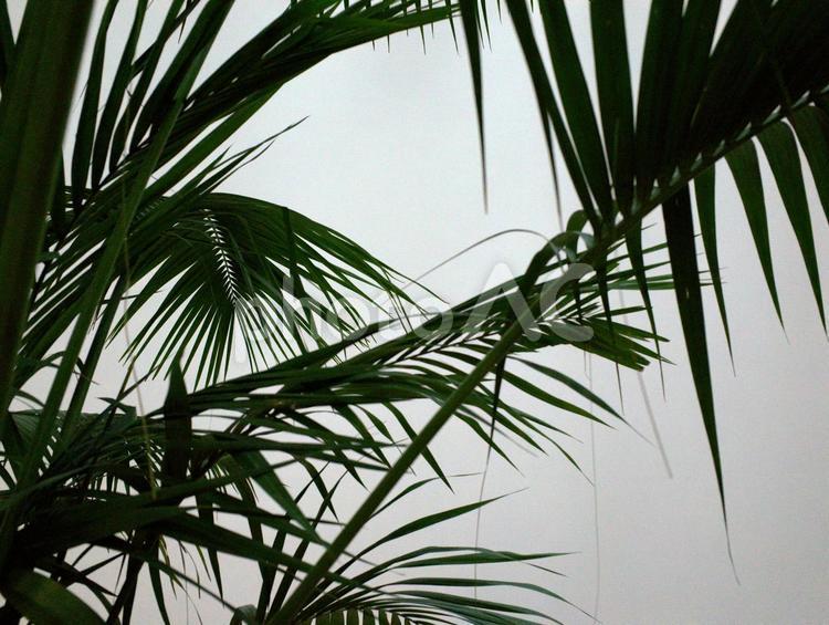 シルエット　植物 シダ,植物,シルエットの写真素材