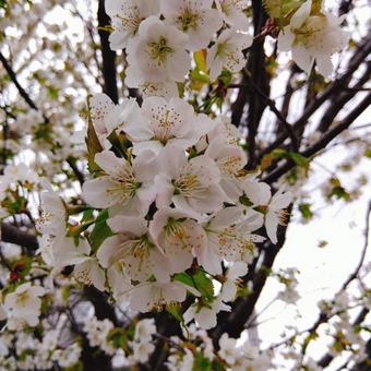 桜 桜の写真