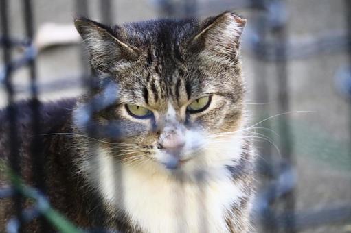 公園ネコ　沖縄県　那覇市 ネコ,キャット,ニャンコの写真素材