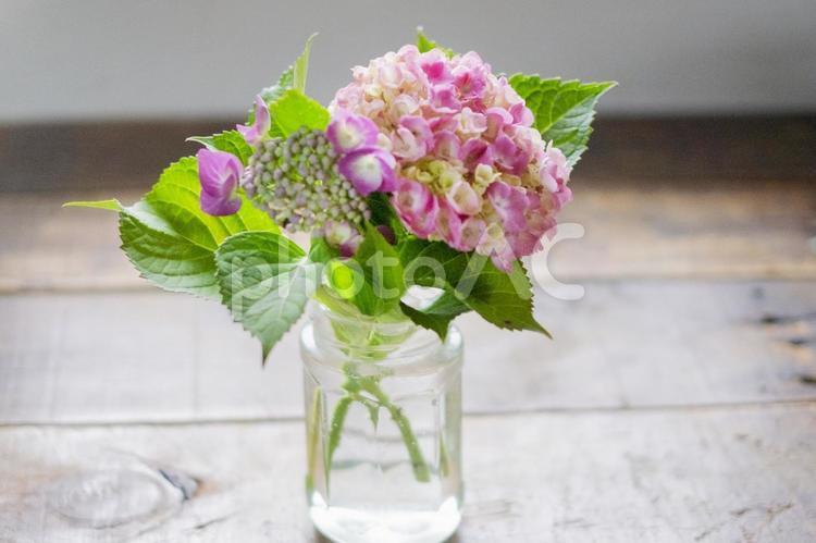 赤紫のアジサイを花瓶に飾る  アジサイ,花,ピンクの写真素材
