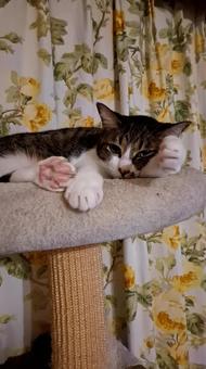 猫　リラックスするの写真