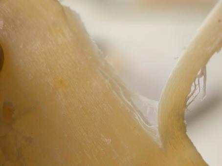 だるまいか 海鮮珍味 だるまいか,海鮮珍味,イカ料理の写真素材